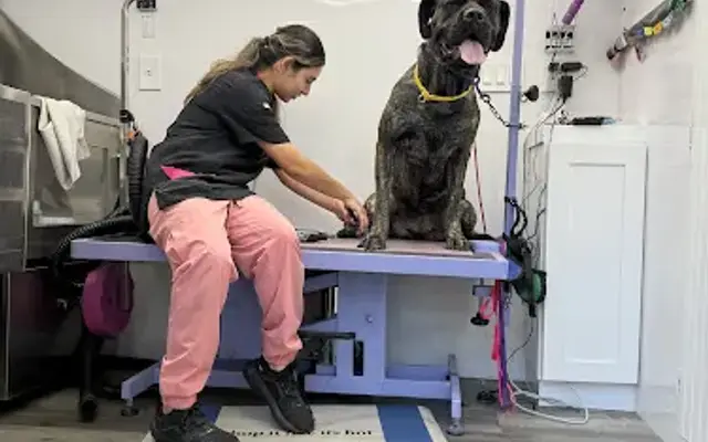 Puppy purrfection in Miami Lakes, FL