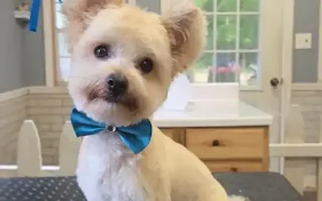Dog House Salon in Grant, MI