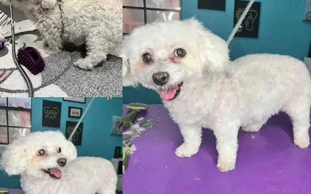Scruff to Fluff Pet Spa in San Antonio, TX