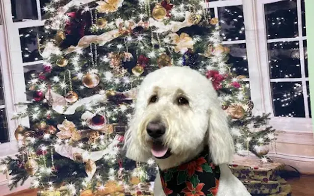 House of Fur Grooming in Mt Nebo, WV
