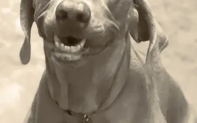 Kane's Sleepy Dog Resort in Anna, TX
