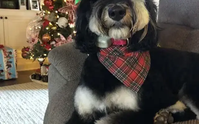 Muttsters Grooming in Elizabethtown, KY
