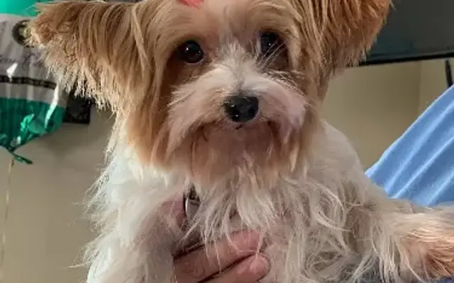 Heart Felt Grooming in Moncks Corner, SC
