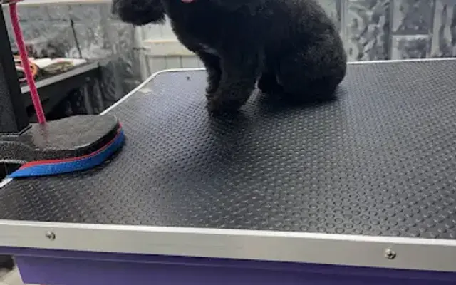 A Spa for Pawz in Cape Girardeau, MO
