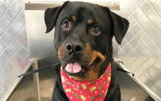 Top Dog Wash & Groom in San Diego, CA