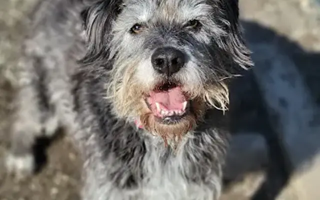 Camp American Canine in Westport, MA