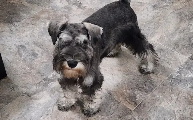 The Bark 'n Chop Grooming Salon in LaFayette, GA