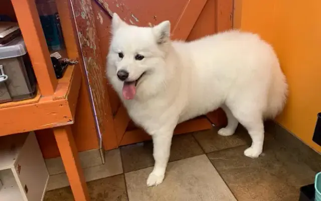 Wag n Wash pet grooming Livonia ny in Livonia, NY