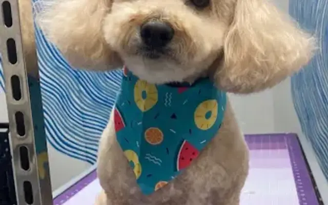 PawsAbilities in Ankeny, IA