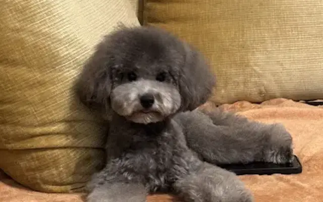 Peach Pooch Mobile Dog Grooming in Fayetteville, NC