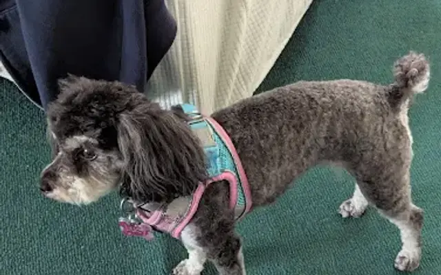 Country Dog Groomers in Fremont, IN