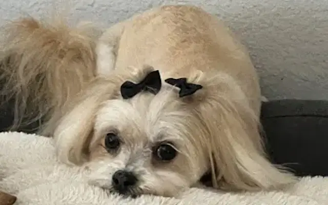 The Grooming Subject LLC in Las Vegas, NV
