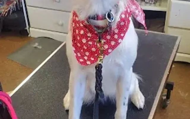 Doggies Divine in San Diego, CA