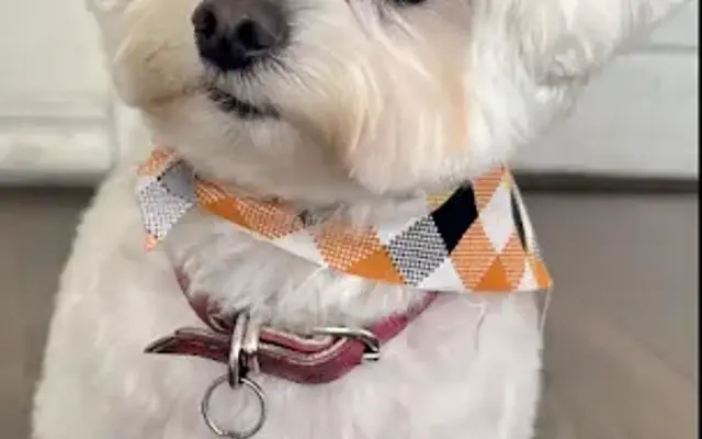 PERFECT PET SALON | Solana Beach Dog Grooming Boarding in Solana Beach, CA
