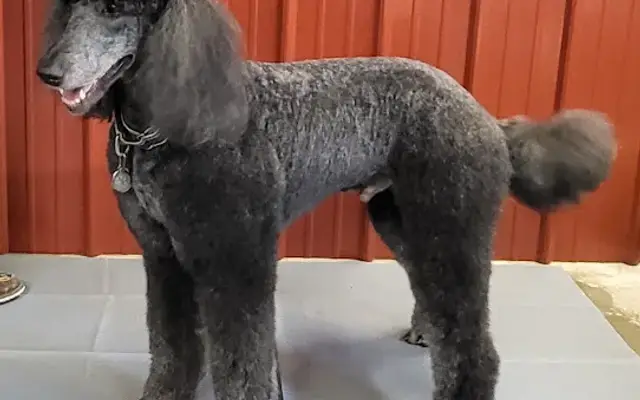 The Dog Barn in Neosho, MO