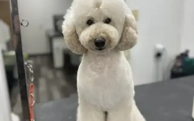 Forward Grooming in Lodi, WI