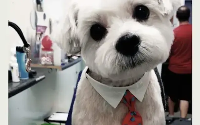 Paws & Relax Pet Spa in O'Fallon, MO