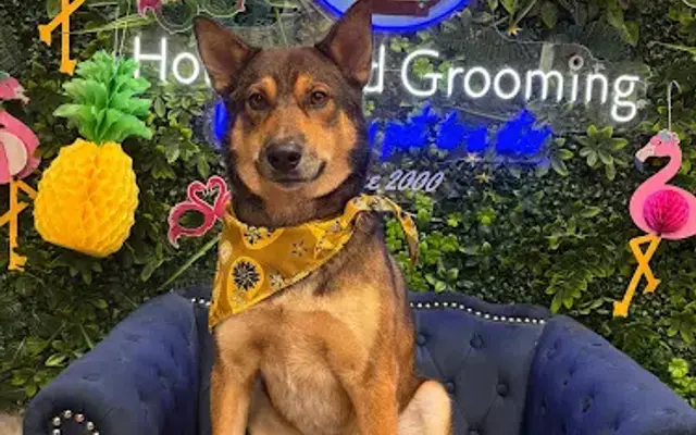 Hollywood pet Center - Burbank Grooming store in Burbank, CA