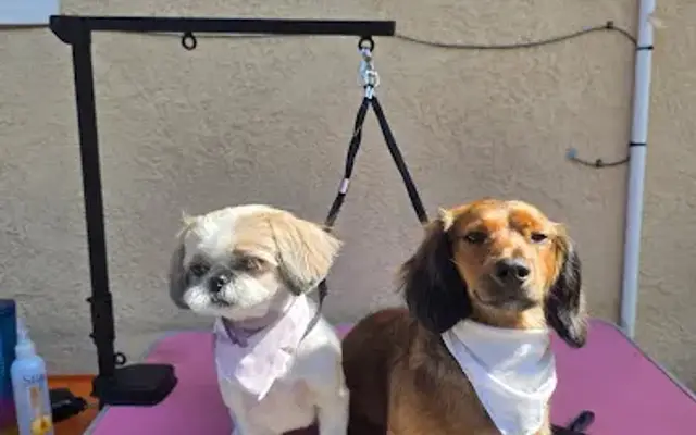 BackYard Paw Spa in Commerce, CA
