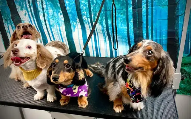 Dirty Paws Mobile Dog Grooming in New Port Richey, FL