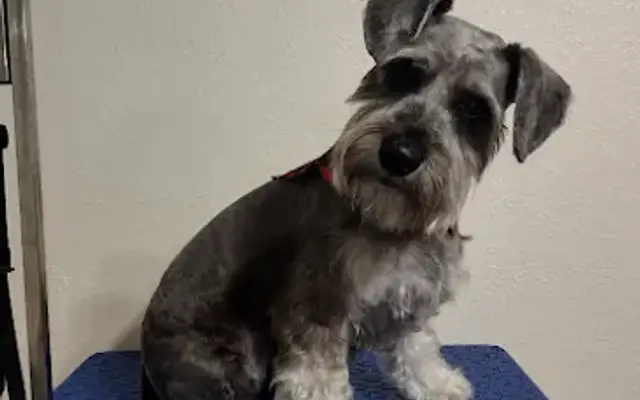 Cutting With Style Pet Grooming in Mission, TX