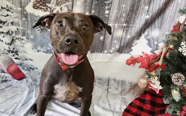 Wags East Pet Resort & Spa in Nashville, NC
