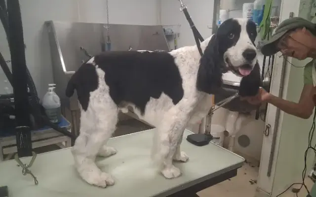 Daly Dog Grooming in New Boston, NH