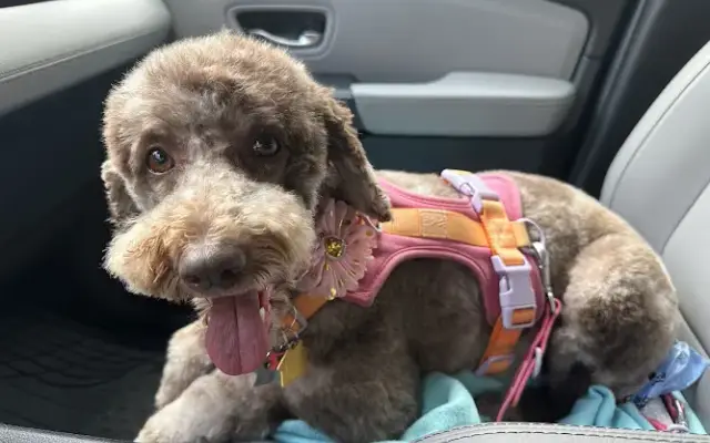 Best Friend Grooming in Brooklyn, NY