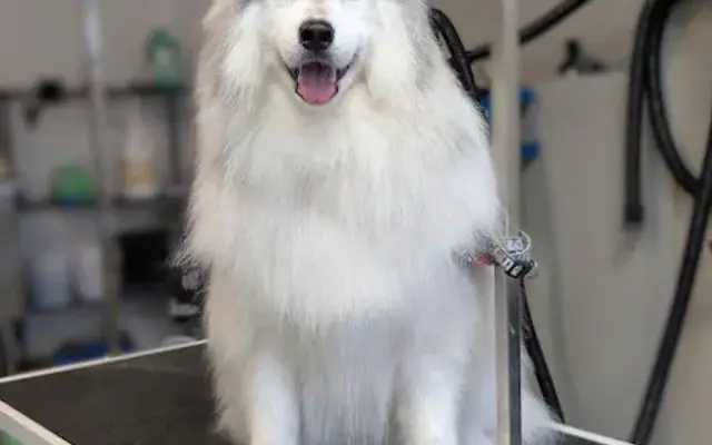 Canine Cuts & Artistry LLC in Seattle, WA
