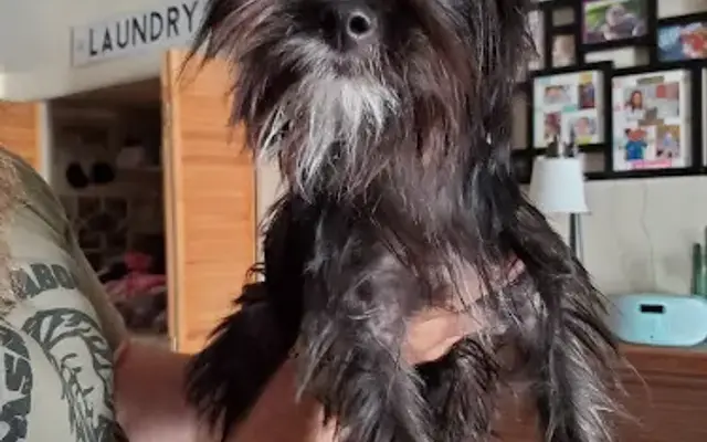 Mobile Dog Grooming Gypsy Dog OTG (On The Go) Palm Springs in Cathedral City, CA