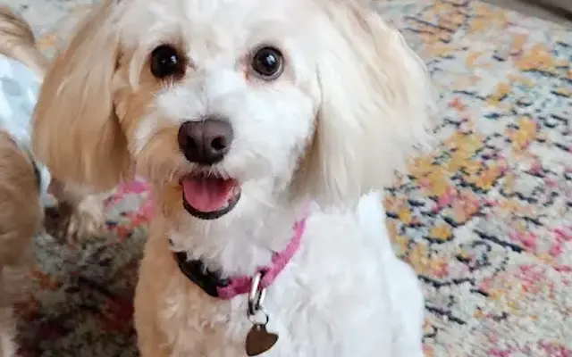 Top Dog GROOMING in Katy, TX