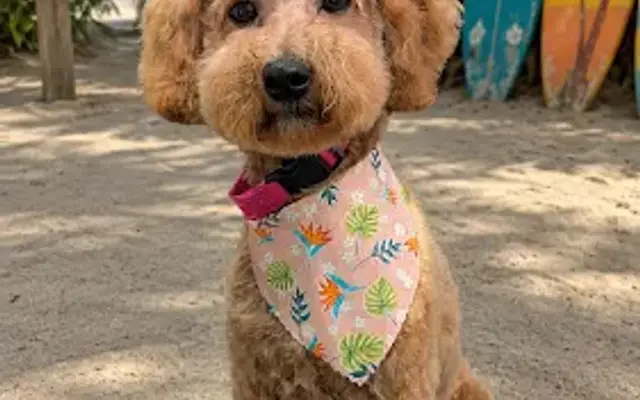 Sup Dog Grooming in Milton, FL