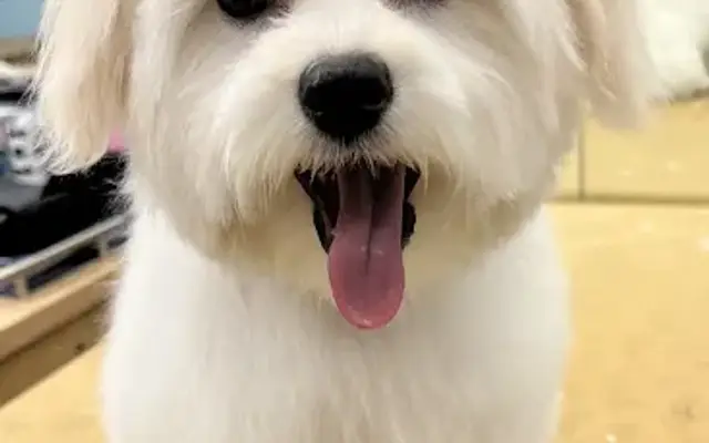Tammie's Dog Services and Training in Portage, IN