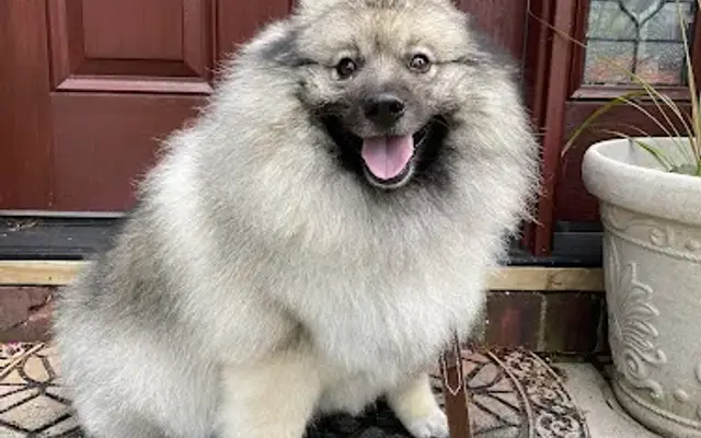 Wet Paws Pet Grooming in Bellerose, NY