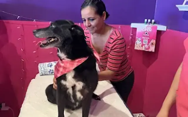 HOLLYWOOF PAWS OF FAME in Tarzana, CA