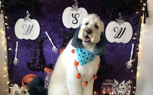 Wash Shake Wag - Dog Grooming, Somerset TX in Somerset, TX