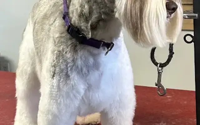 Farmhouse Dogs in Kearney, MO