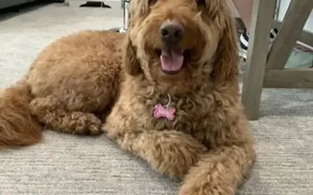 Puppy Luv Dog Grooming Salon in Weatherford, TX