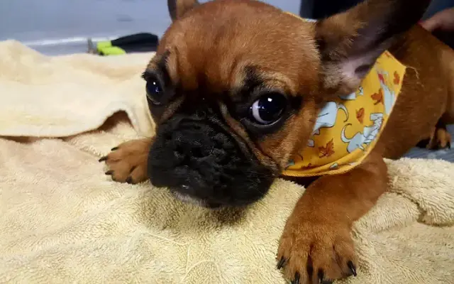 PUPPY PAW ENTERPRISES in Cornwall, NY