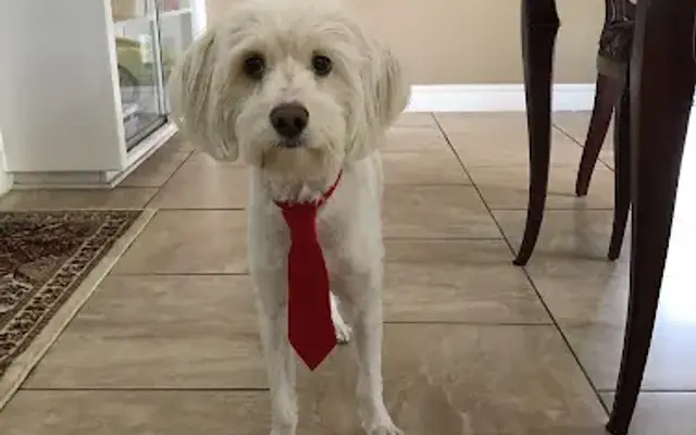 Stella's Pet Spa in Corona, CA