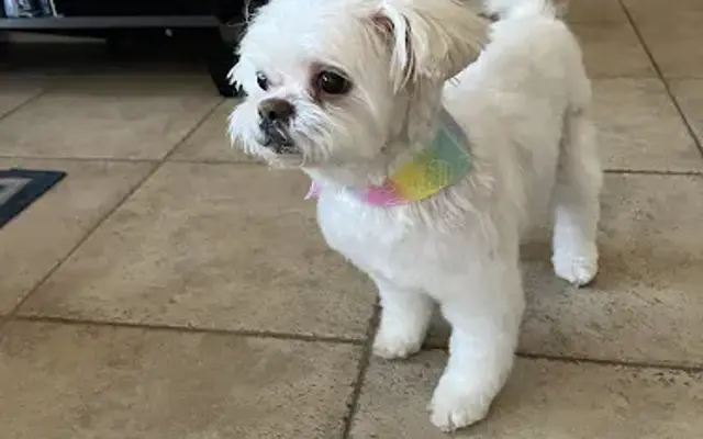 Mobile Pet Groomer Glendale | Pawgo in Youngtown, AZ