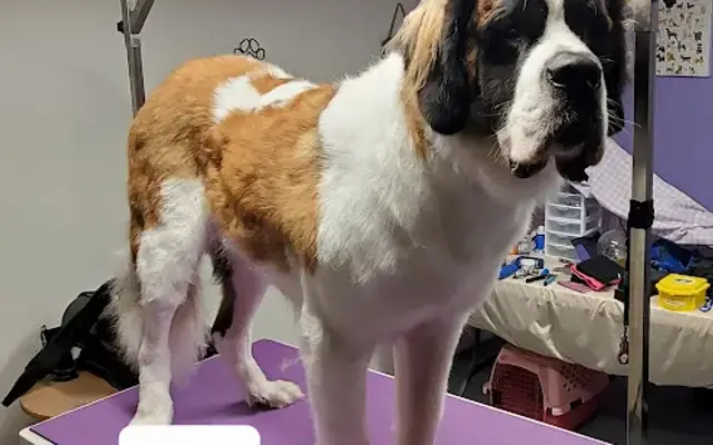 Durrty to Purrty Pet Spa in Saybrook, IL