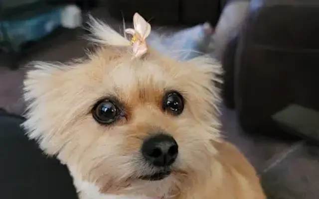 Ann's Pet Parlor in Battle Creek, MI