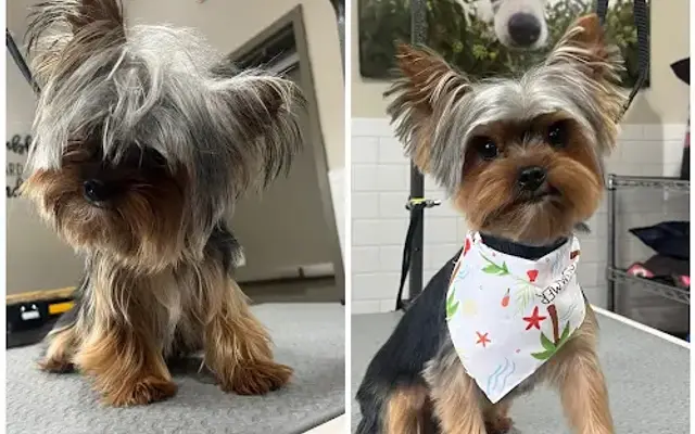 Adopted & Adored Pet Grooming @ Lily’s Baths & Biscuits in Denver, CO