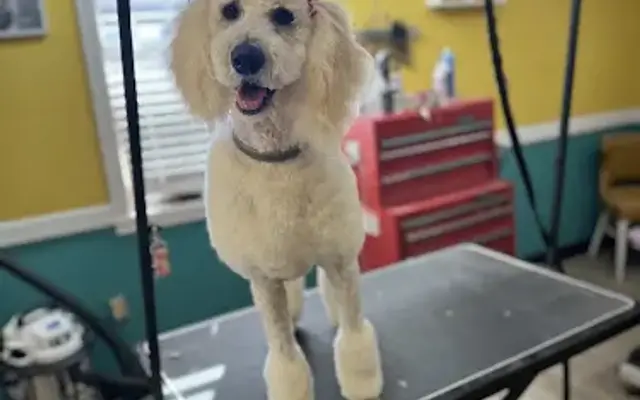 The Groovy Groomer in Loudon, TN
