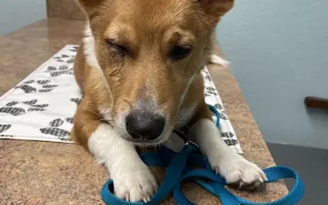 South Ocala Animal Clinic in Ocala, FL