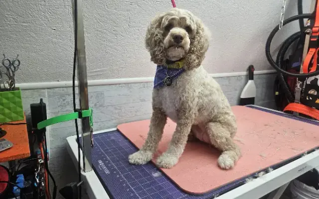 Park & Bark Grooming in Willow Hill, IL