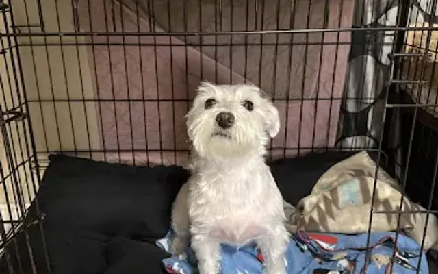 Pronto Paws Mobile Dog Spa in Sanger, TX