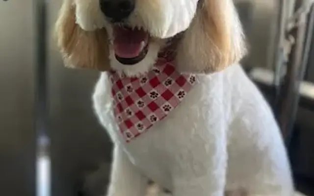 The Pooche Parlor in Avondale Estates, GA