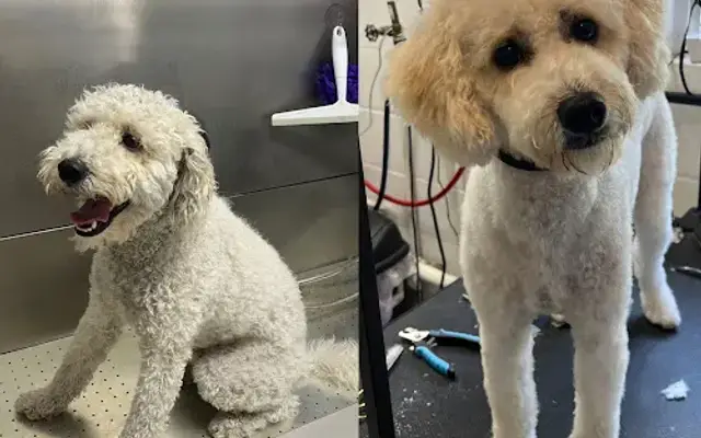 Happy Tails Dog Grooming in Arcadia, FL